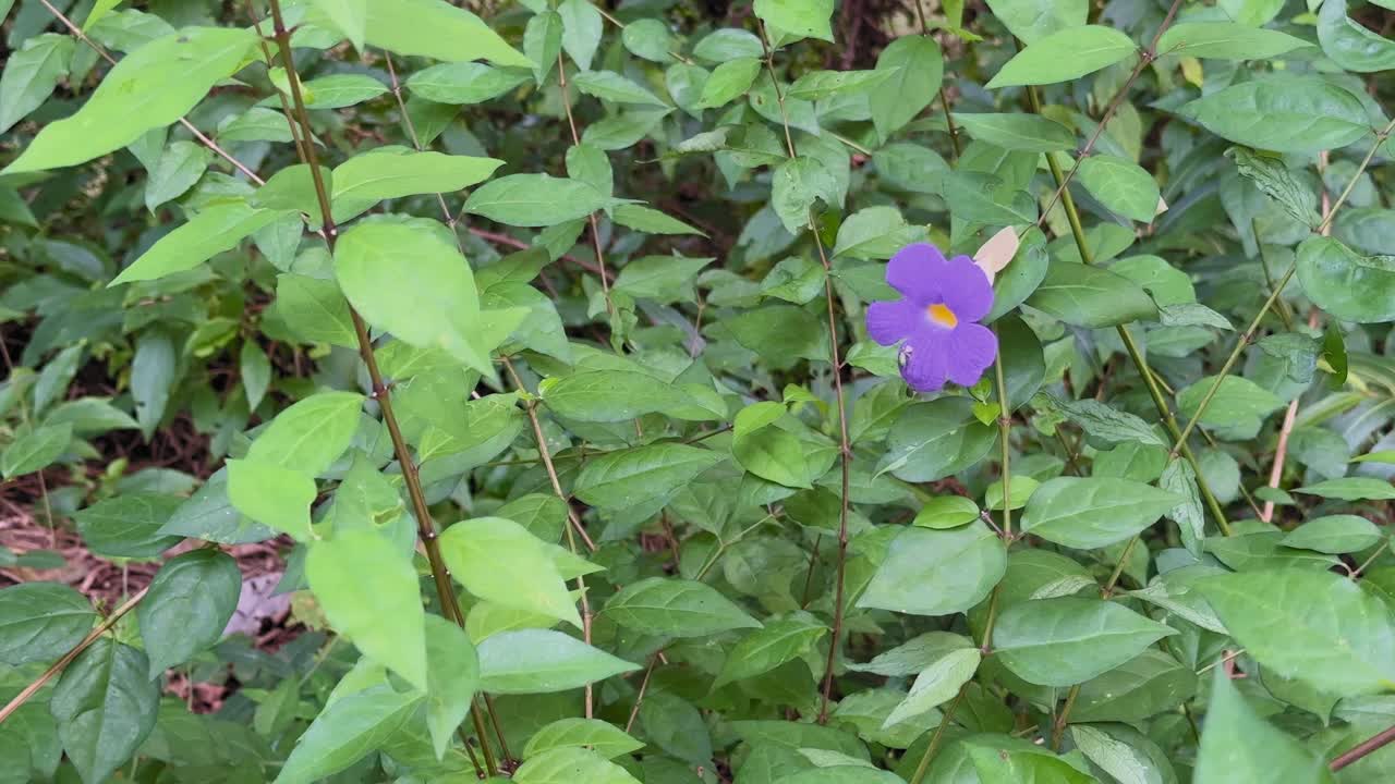 A purple Thunbergia erecta flower sways gently among glossy green leaves, its yellow throat glowing softly in calm daylight within dense foliage near