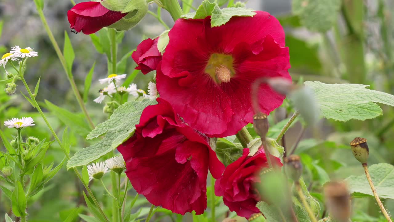 Un malvone fiorito circondato da altri fiori selvatici in una mattinata nebbiosa
