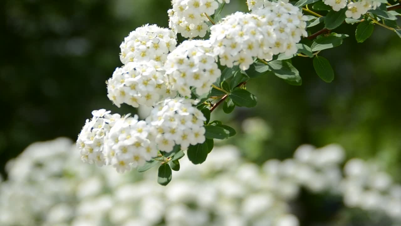 Flores de primavera