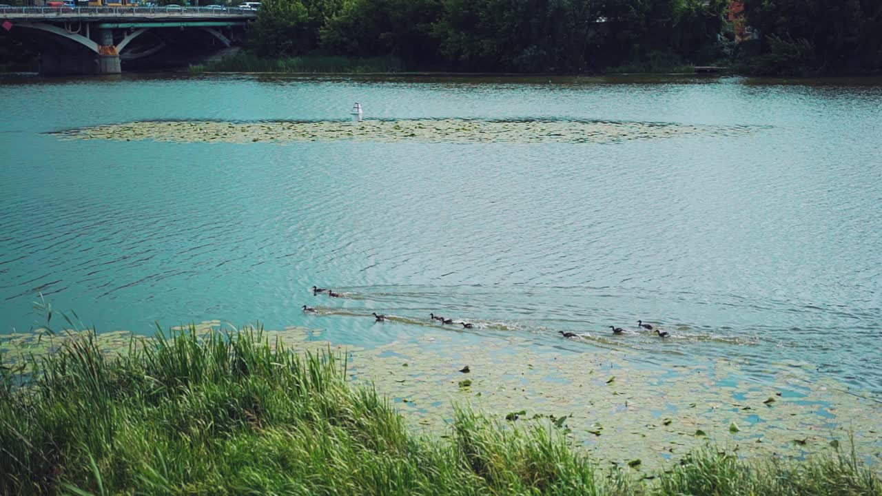 Ducks Floating Along River