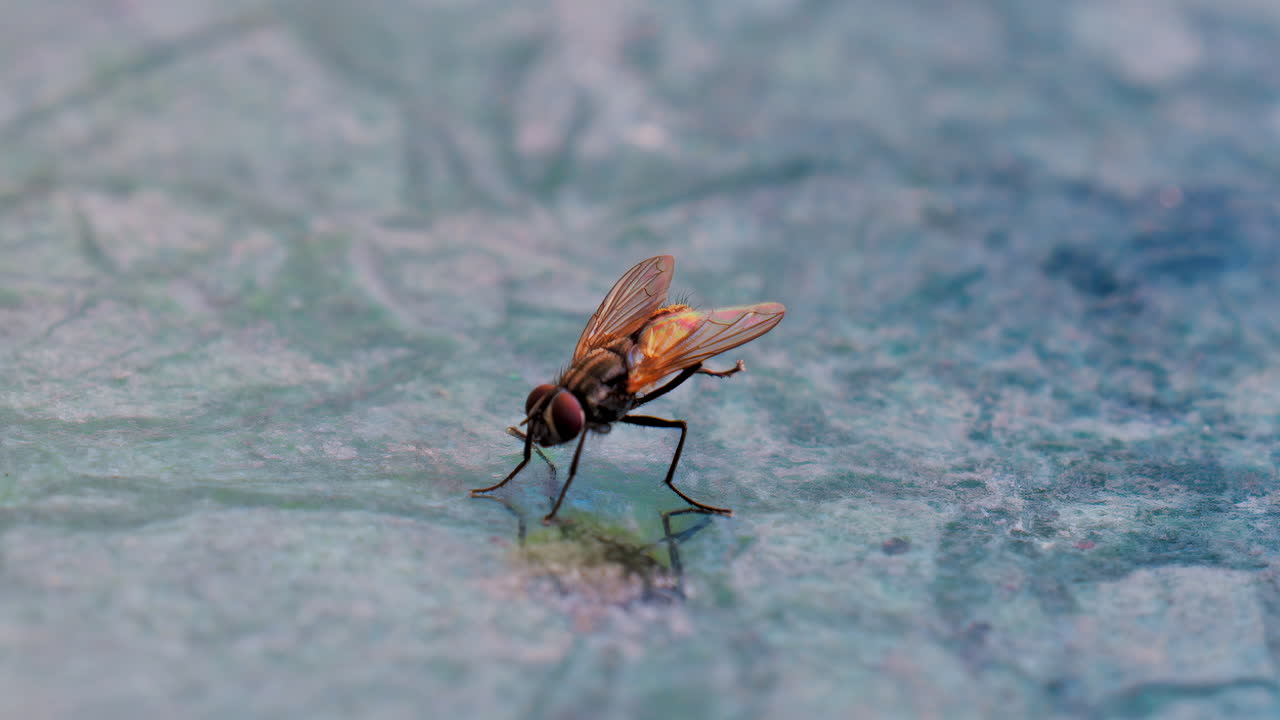 Close up of a common housefly standing on a blue-toned stone surface
