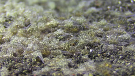 underwater-invasion:-hundreds-of-lined-sea-hares-crawl-over-sandy-bottom-right-to-left-during-daylight-with-some-sun-reflection,-close-up-shot