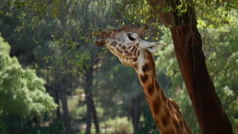 Nahaufnahme-Einer-Giraffe,-Die-Vegetation-In-Zeitlupe-Frisst