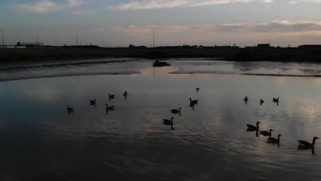 Goose-swiming-at-a-fresh-water-tidal-area