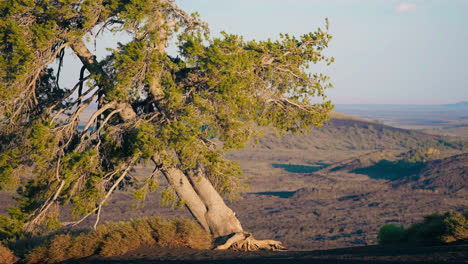 old tree in volcanic landscape