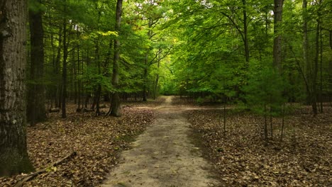 punto de vista de caminar lentamente a través del bosque