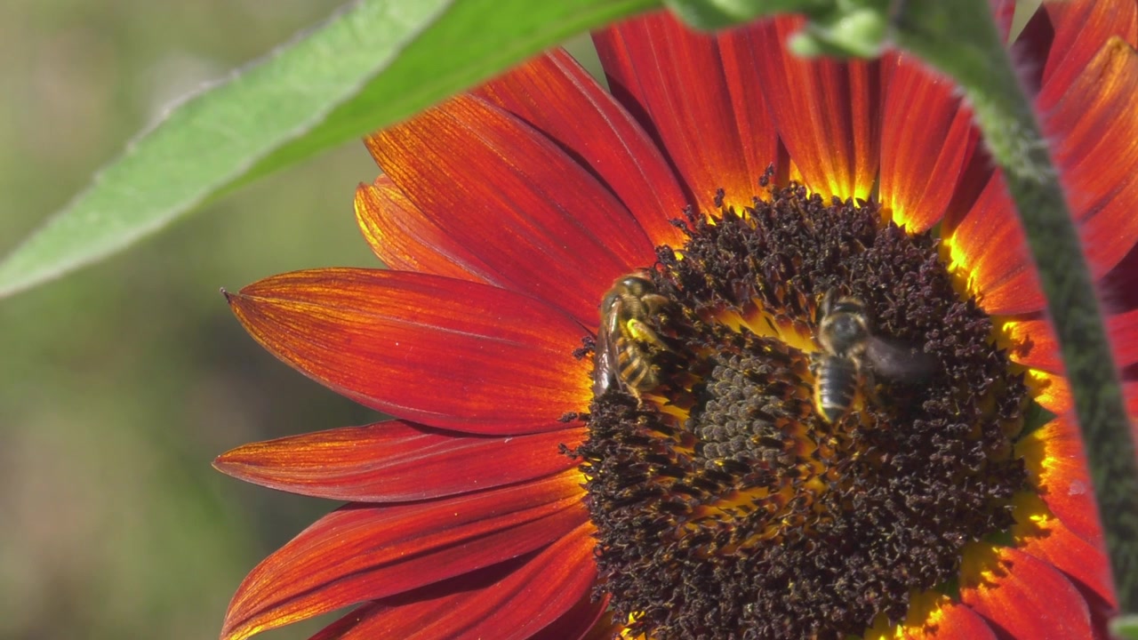 Beautiful red sunflower with bees gathering nectar, close-up garden nature