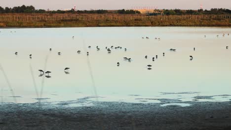 Un-Grupo-De-Pájaros-Tringa-Alimentándose-En-Un-Estanque-En-El-Sur-De-Portugal-Al-Atardecer