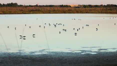 un grupo de pájaros tringa alimentándose en un estanque en el sur de portugal al atardecer