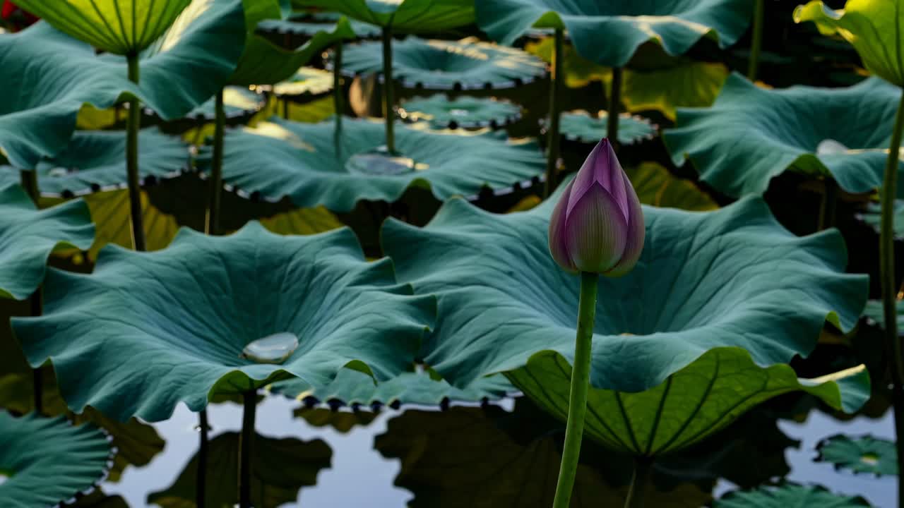 A serene video scene of a pink lotus in bloom, captured at eye level, with lush green leaves