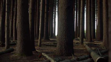 a quiet beautiful forest in the early morning