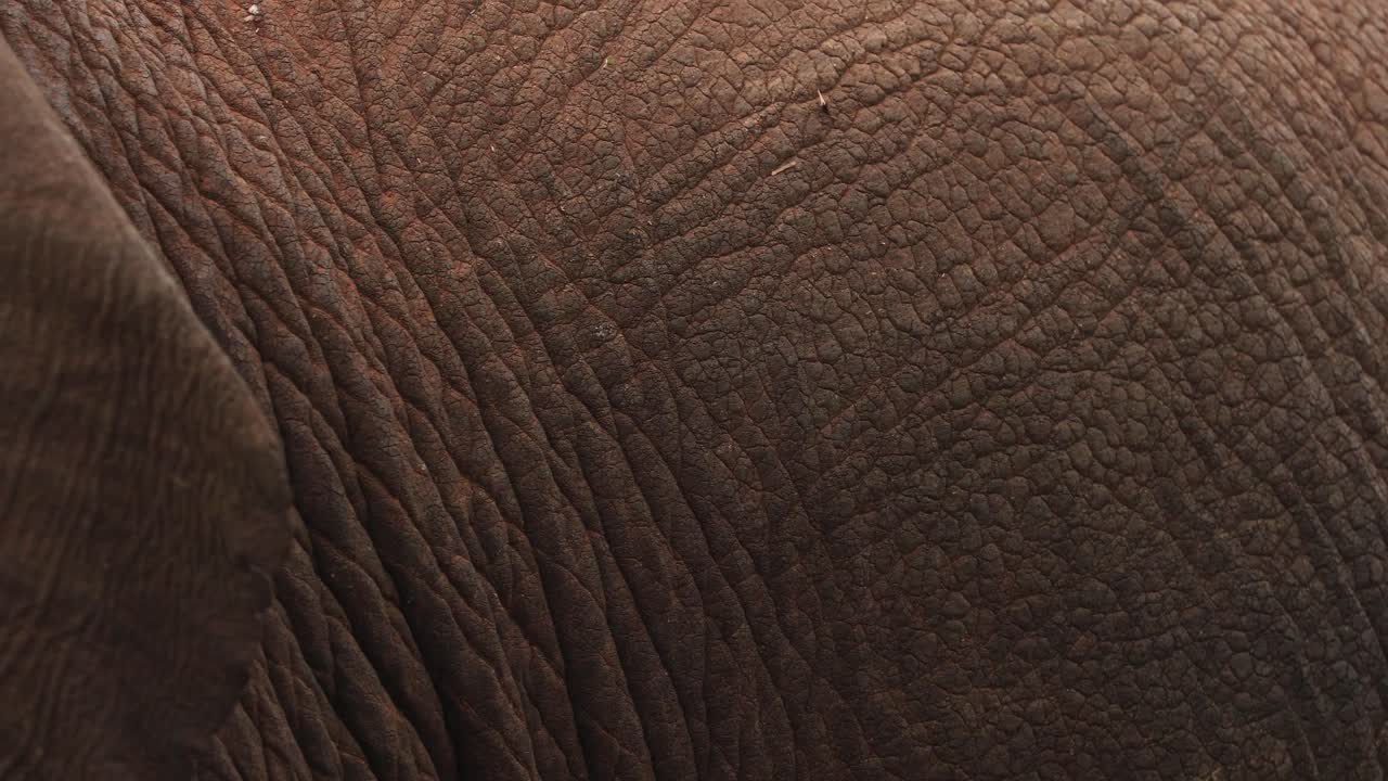 Macro Shot Of Elephant's Wrinkled Skin Texture