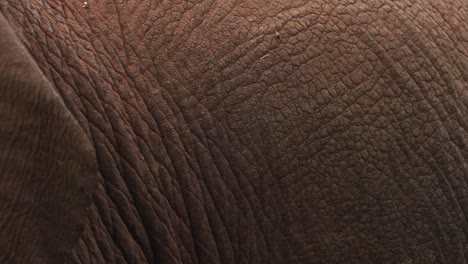 macro shot of elephant's wrinkled skin texture