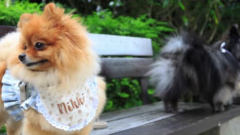 two pomeranians in a park