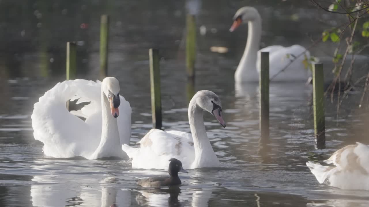 Locked-off slow motion pond environment location, elegant swans swimming