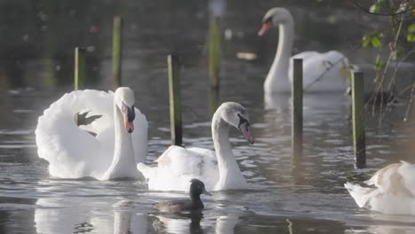 locked-off slow motion pond environment location, elegant swans swimming
