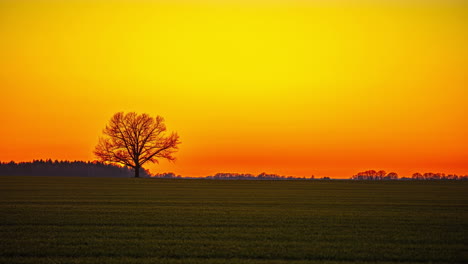 Abstract-silhouette-of-solitary-tree-against-backdrop-of-evening-sunset-horizon