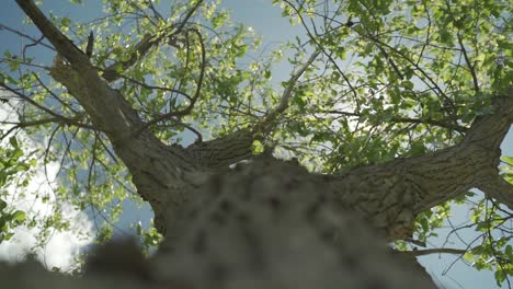 shot focus pulling from the bark on a tree to the beautiful green leaves on its branches looking up towards the blue sky