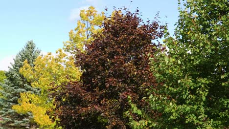 The-light-green,-red,-yellow,-and-dark-green-leaves-of-Linden,-Maple,-Oak-and-Spruce-gently-blowing-in-the-wind