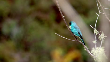 Perched-vocalizing-Swallow-Tanager-in-Madidi-Park,-Bolivia