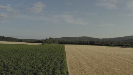 Weizenanbau-In-Feldgrenzen-Mit-Kartoffelkulturen