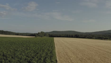 wheat growing in field borders with potato crops