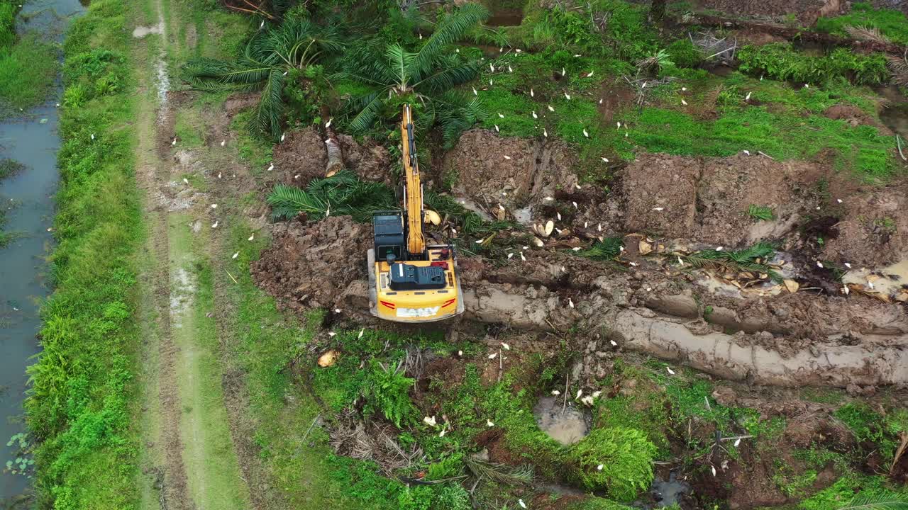excavadora excavadora cortando el tronco de la palmera con pájaros forrajeando en el costado, deforestación para la plantación de aceite de palma, concepto de preocupaciones ambientales tiro, vista aérea de pájaros