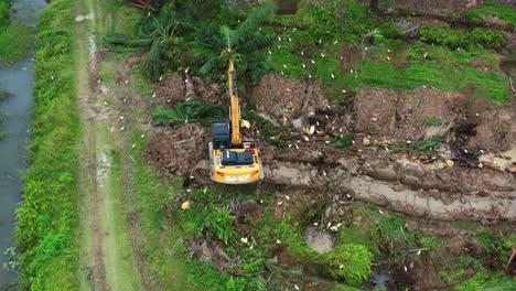 Excavadora-Excavadora-Cortando-El-Tronco-De-La-Palmera-Con-Pájaros-Forrajeando-En-El-Costado,-Deforestación-Para-La-Plantación-De-Aceite-De-Palma,-Concepto-De-Preocupaciones-Ambientales-Tiro,-Vista-Aérea-De-Pájaros