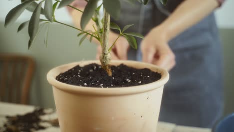 crop female gardener cleaning pot from soil