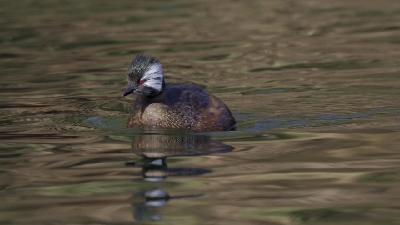 primer plano de un grebe de mechón blanco nadando en aguas oscuras y onduladas