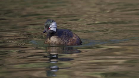 primer plano de un grebe de mechón blanco nadando en aguas oscuras y onduladas