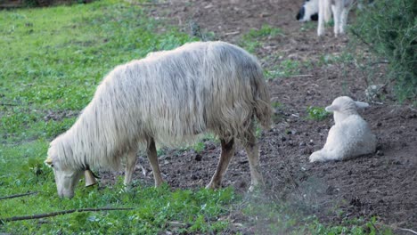 Slow-motion-shot-of-grazing-mother-sheep-next-to-cute-flock-of-lambs-laying-down-in-Sardinia,-Italy