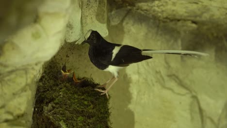 white-crowned with babies, a typical forktail, with piebald plumage and long tail