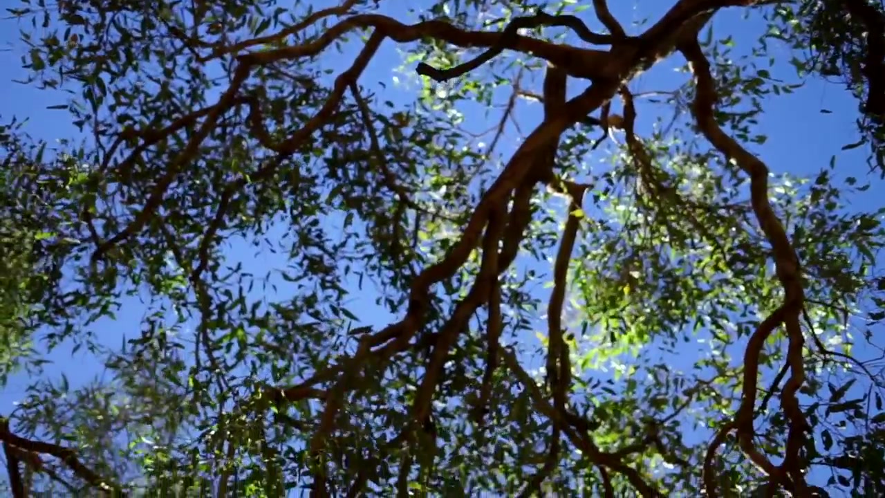 Camminare sotto gli alberi, Eucalipto, Ayres Rock Australia.