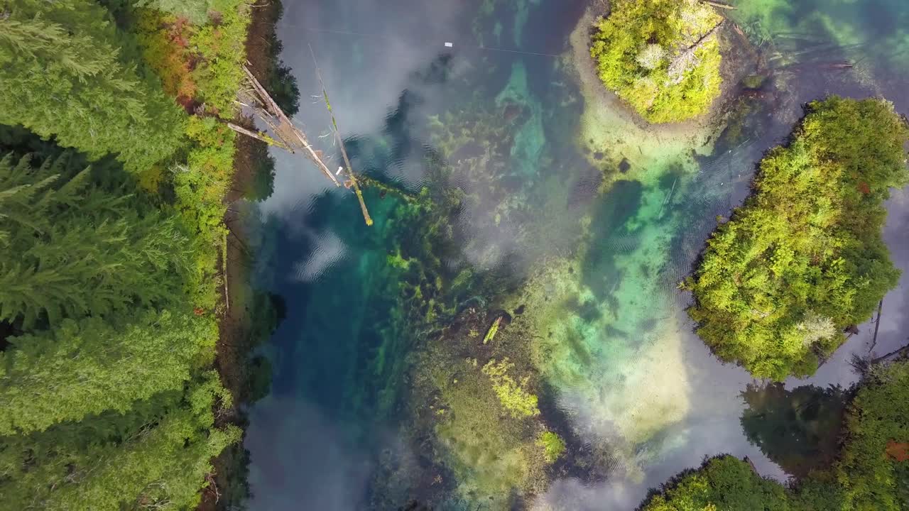 una vista aérea de ángulo alto mirando directamente hacia un lago o río verde en un bosque denso