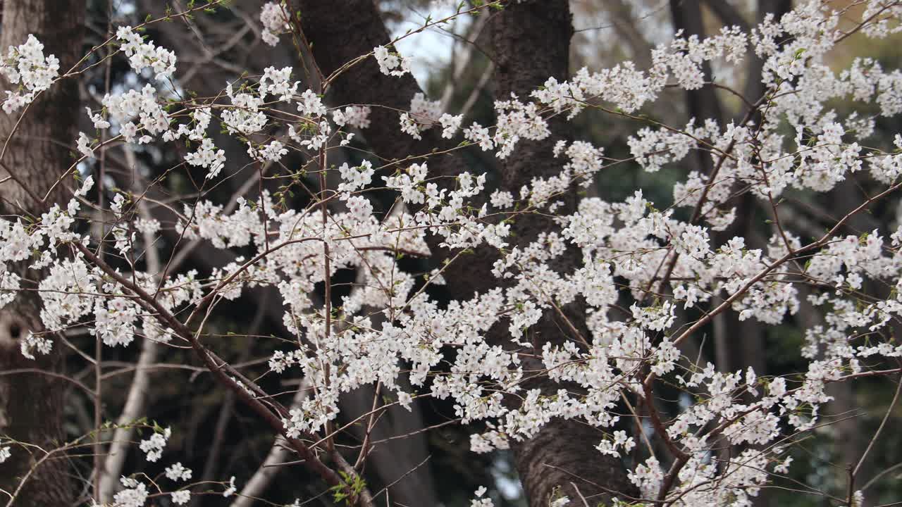 Ciliegi in piena fioritura a Tokyo, Giappone