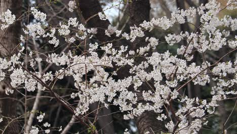 cherry blossom in full bloom in tokyo, japan