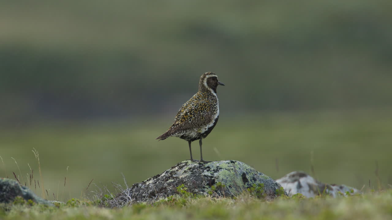 Solitary mountain bird on mossy stone in Nordic wilderness