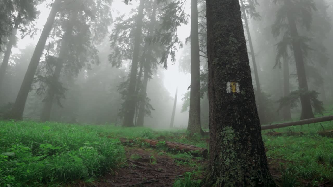 Pan right camera movement showing a lonely tree with a misty forest blurry background in the Piatra Mare Carpathian Mountains
