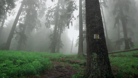 pan right camera movement showing a lonely tree with a misty forest blurry background in the piatra mare carpathian mountains