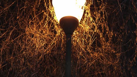 slide of a beautiful street lamp with a bright orange light against the background of branches of a bush illuminating the alley in the city park in the winter late at night