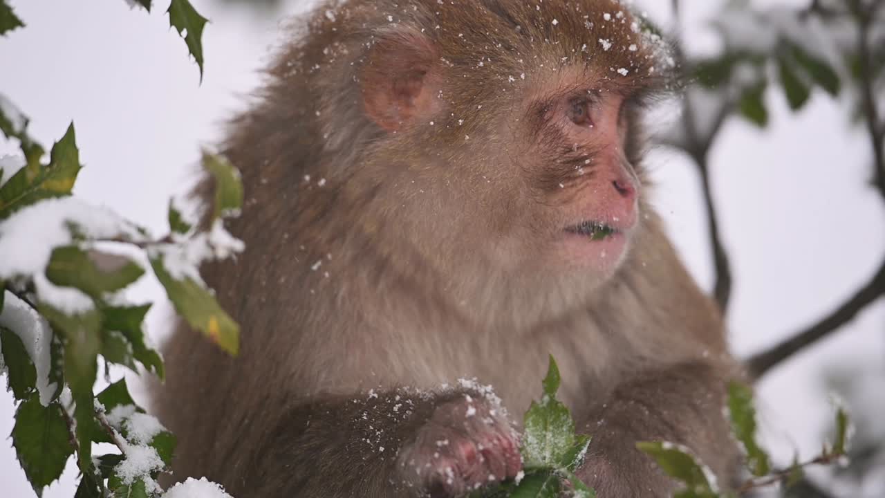 紅猩猩 (rhesus macaque monkey) 是一種野生猿類,在雪中落在樹上