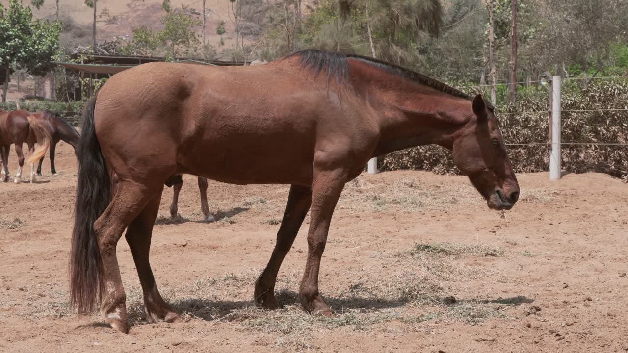 Chestnut brown horse grazing on dry hay in a dusty paddock on a sunny day