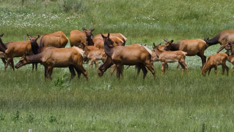 bird flies through a herd of elk