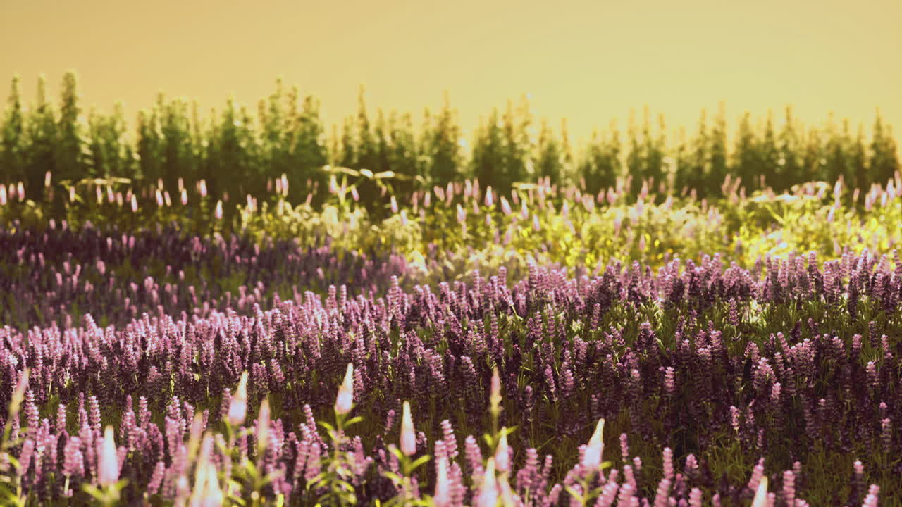 Golden hour casts a warm glow on a vibrant field of wildflowers in bloom