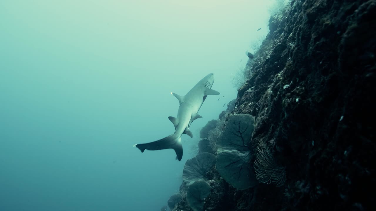 tiburón de arrecife nadando en el arrecife de coral en el océano pacífico en cámara lenta