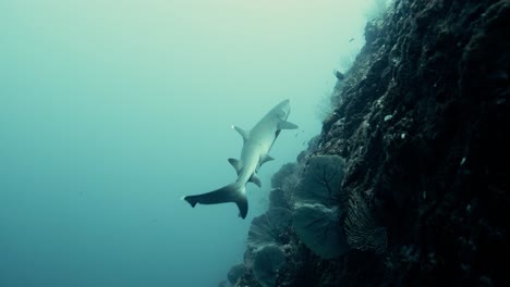 reef shark swimming up the coral reef in the pacific ocean in slow motion