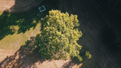 spinning top down shot of a tree