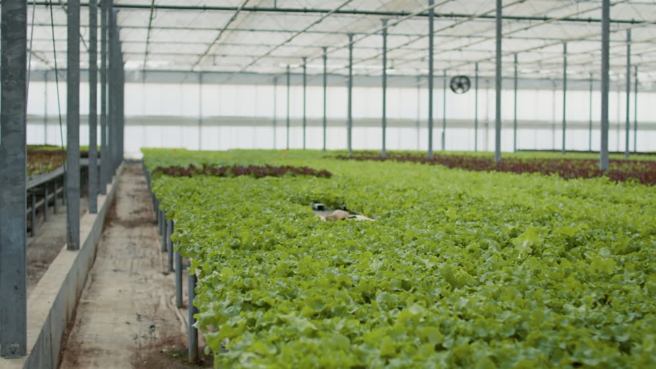 cultivo de lechuga en un invernadero