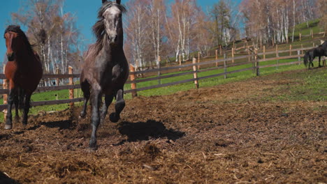 Brown-and-grey-horses-run-along-paddock-with-wet-ground